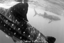2 whale sharks by Javier Sandoval 